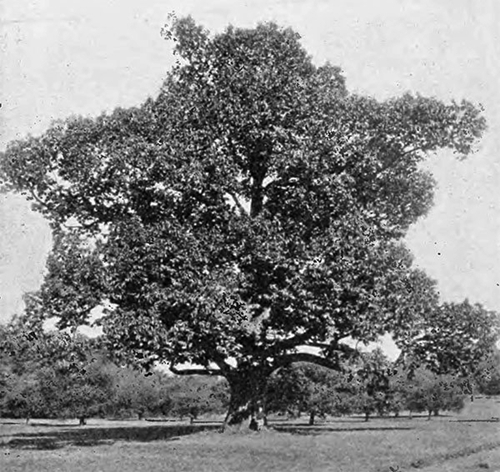 {Castanea dentata}